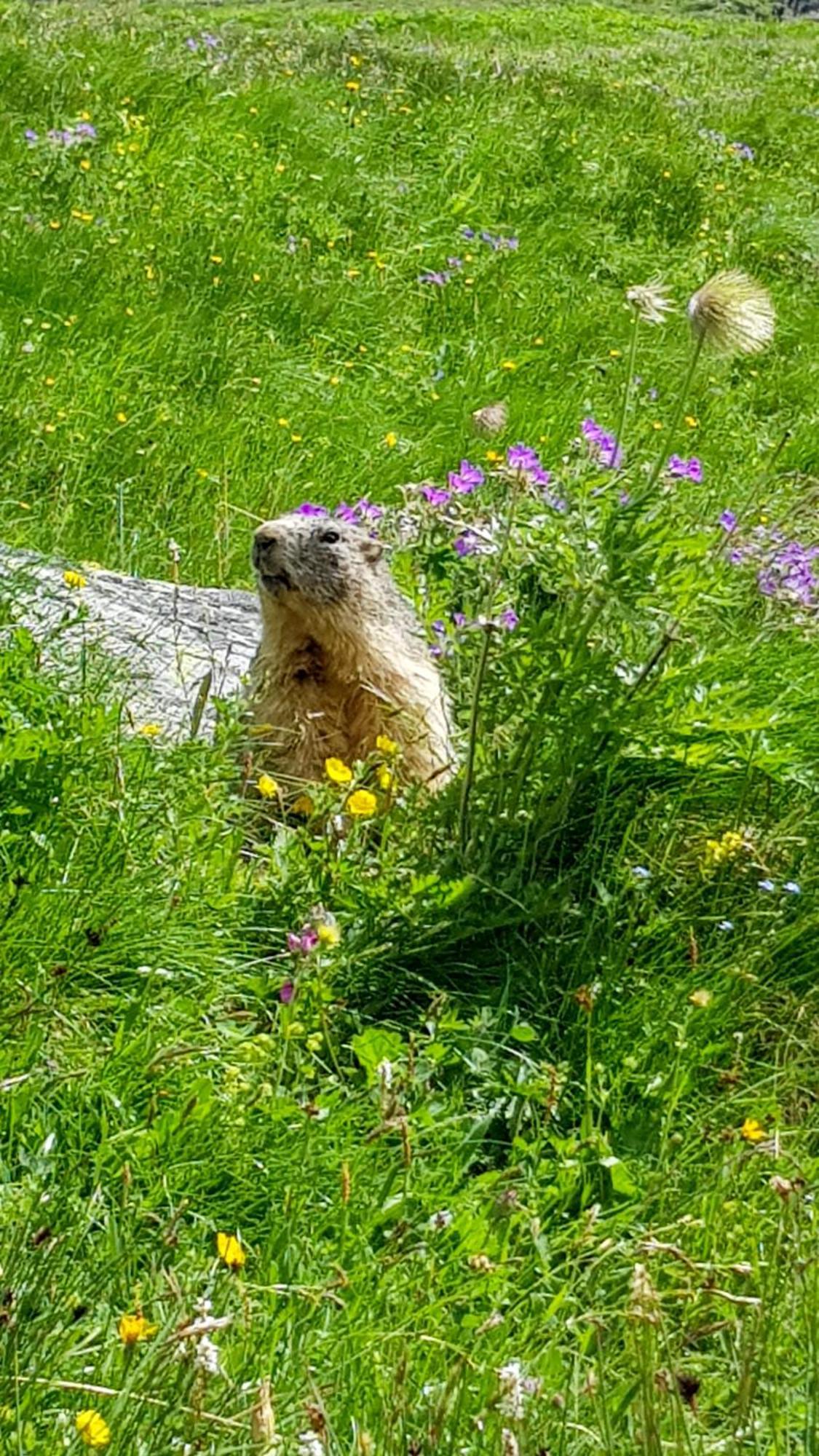 Aux Portes Du Parc National De La Vanoise Appartement Termignon Val Cenis Avec Wifi Экстерьер фото